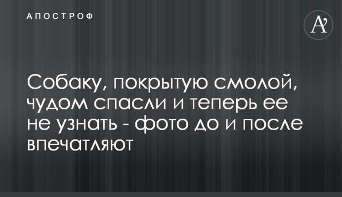Собаку, покритого смолою, дивом врятували і тепер його не впізнати - фото до і після вражають