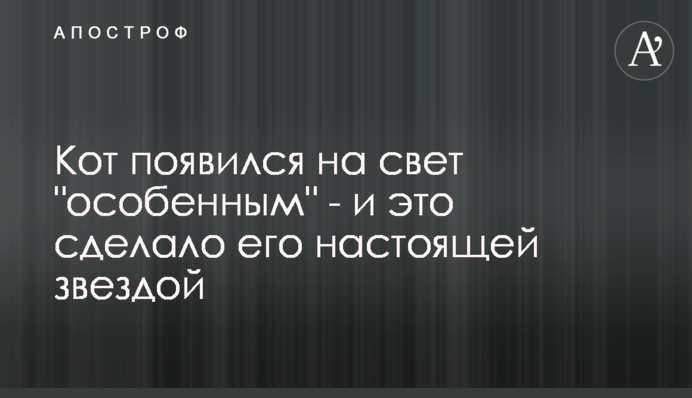 Кіт з'явився на світ 
