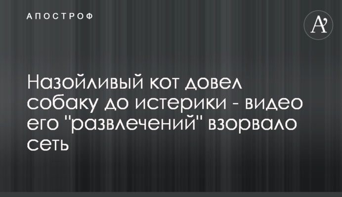 Назойливый кот довел собаку до истерики - видео его 