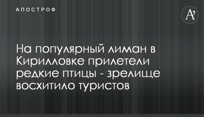 На популярный лиман в Кирилловке прилетели редкие птицы - зрелище восхитило туристов