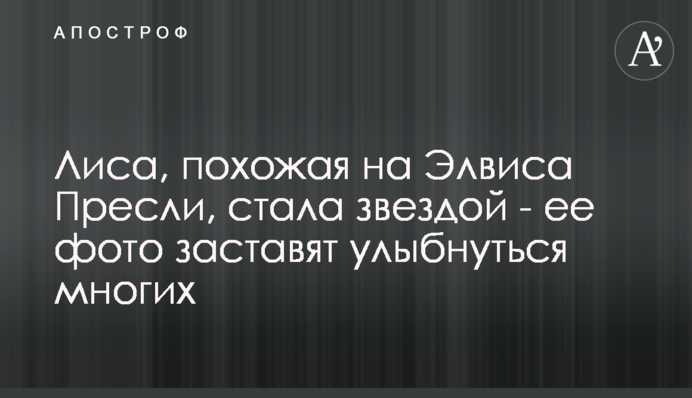 Лиса, схожа на Елвіса Преслі, стала зіркою - її фото змусять посміхнутися багатьох