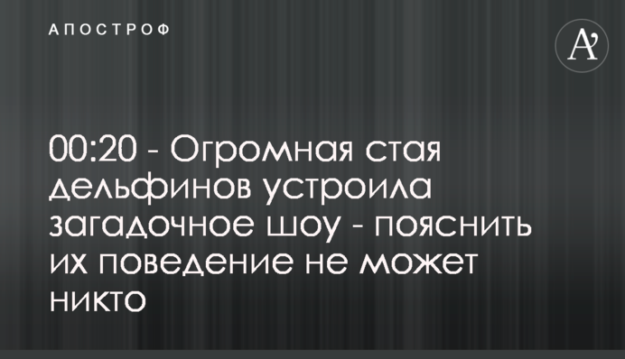 Огромная стая дельфинов устроила загадочное шоу - пояснить их поведение не может никто