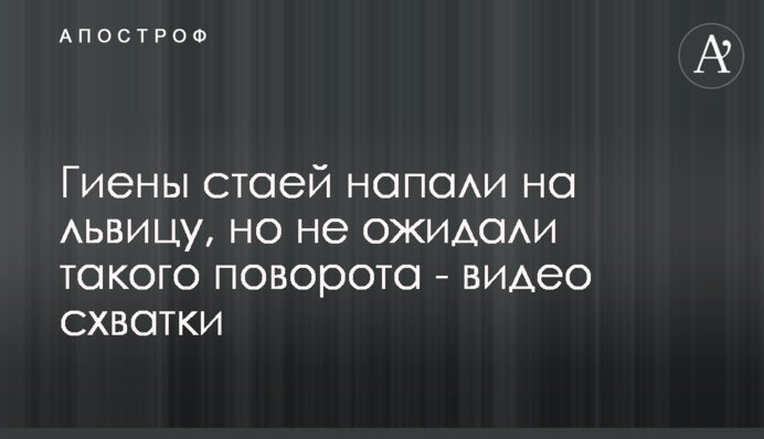 Гиены стаей напали на львицу, но не ожидали такого поворота - видео схватки