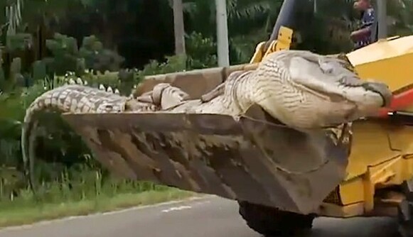 У річці спеціальними сітками упіймали крокодила- 