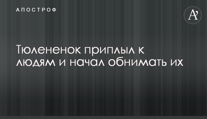 Тюлененок приплыл к людям и начал обнимать их