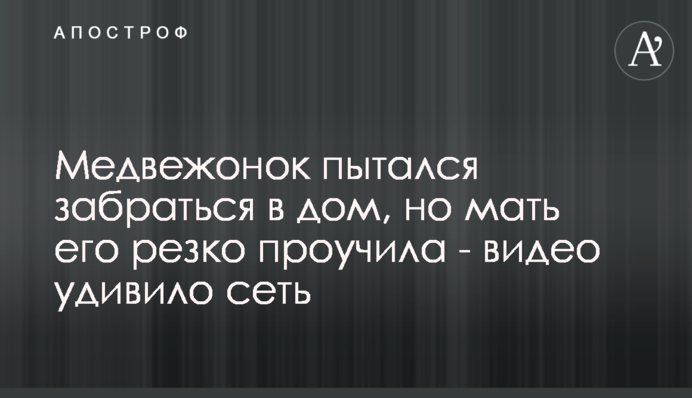 Ведмежа намагалося залізти в будинок, але мати його різко провчила - відео здивувало мережу