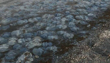 Берег перетворився на 