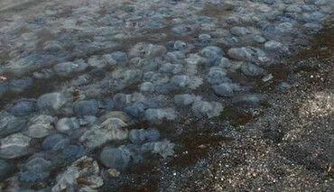 В Киеве вспыхнул сильный пожар в многоэтажке - дым валит из окна