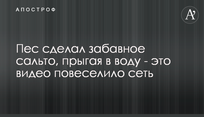 ​Пес зробив кумедне сальто, стрибаючи у воду - це відео повеселило мережу