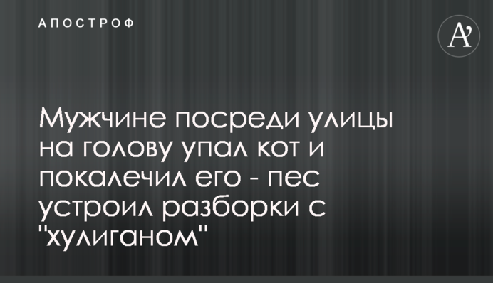 Чоловікові посеред вулиці на голову впав кіт і покалічив його - пес влаштував розбірки з 