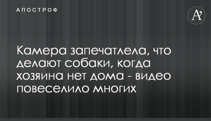 Камера запечатлела, что делают собаки, когда хозяина нет дома - видео повеселило многих
