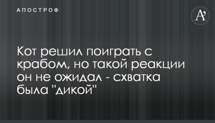 Кот решил поиграть с крабом, но такой реакции он не ожидал - схватка была 