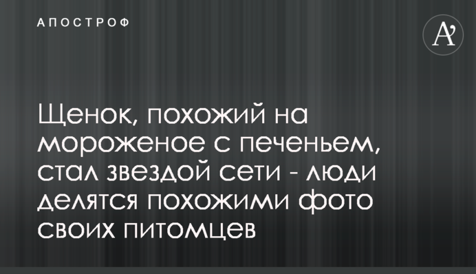 Щенок, похожий на мороженое с печеньем, стал звездой сети - люди делятся похожими фото своих питомцев