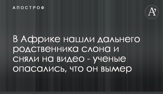 В Африці знайшли далекого родича слона і зняли на відео - вчені побоювалися, що він вимер