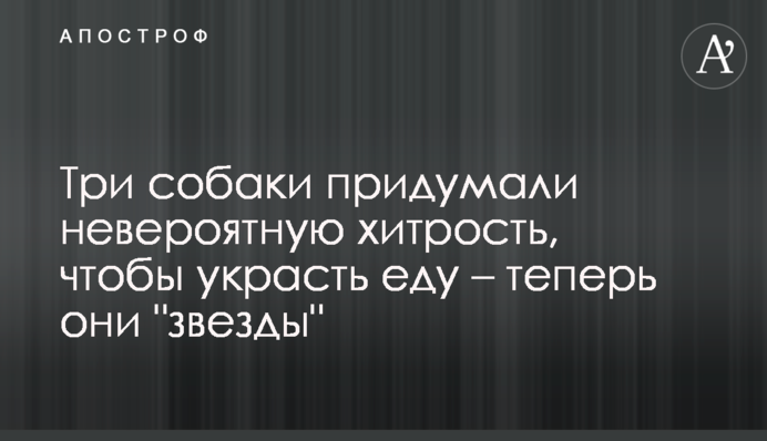 Три собаки придумали неймовірну хитрість, щоб вкрасти їжу - тепер вони 