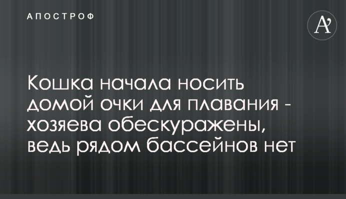 Кошка начала носить домой очки для плавания - хозяева обескуражены, ведь рядом бассейнов нет