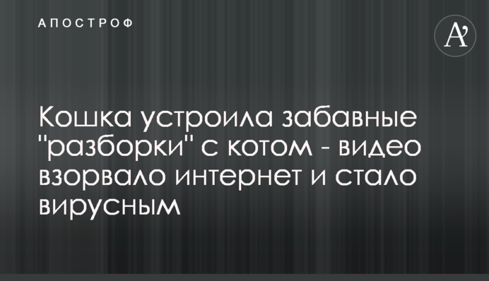 Кішка влаштувала кумедні 