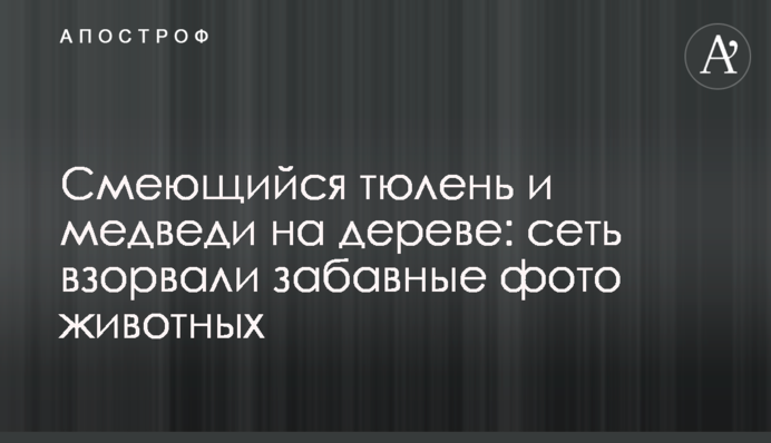 Тюлень, який сміється і ведмеді на дереві: мережу підірвали кумедні фото тварин