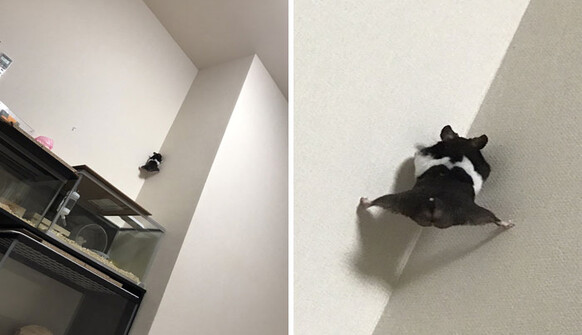 Зеленский использовал слоган, созвучный мему из российского сериала