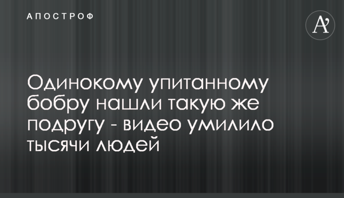 Самотньому вгодований боброві знайшли таку ж подругу - відео розчулило тисячі людей