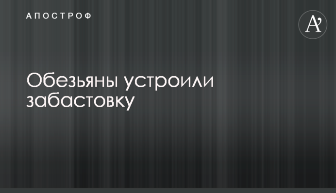 Обезьяны устроили забастовку
