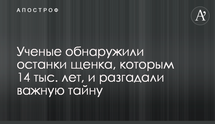 Ученые обнаружили останки щенка, которым 14 тыс. лет, и разгадали важную тайну