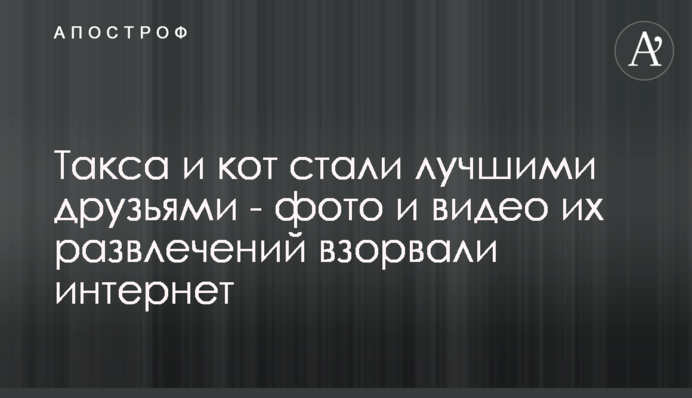 Такса і кіт стали кращими друзями - фото та відео їхніх розваг підірвали інтернет