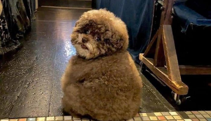 Пухнастий пес по кличці Кокоро став зіркою мережі - він схожий на персонажа 