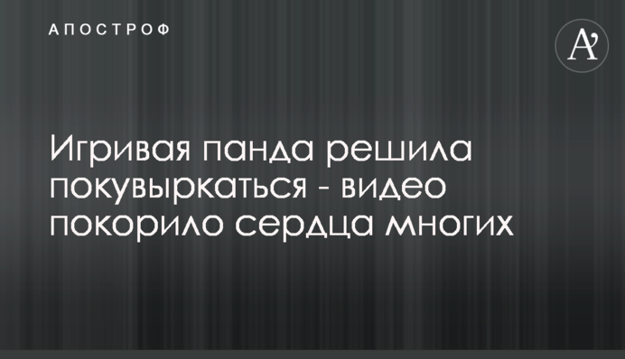 Грайлива панда вирішила покатулятися - відео підкорило серця багатьох