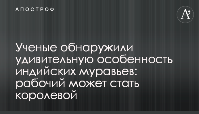 Вчені виявили дивну особливість індійських мурах: робітник може стати королевою