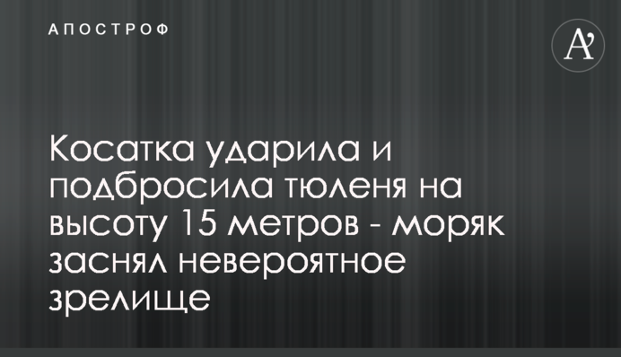 ​Косатка вдарила і підкинула тюленя на висоту 15 метрів - моряк зняв неймовірне видовище