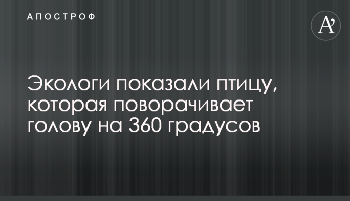 Экологи показали птицу, которая поворачивает голову на 360 градусов