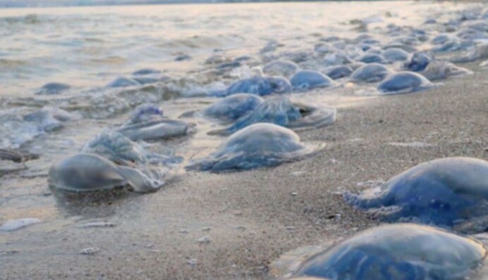 Медузи атакують: турист показав свіже відео з Кирилівки і розповів про неприємності