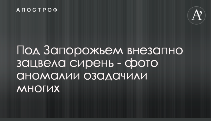 Під Запоріжжям раптово зацвів бузок - фото аномалії спантеличили багатьох
