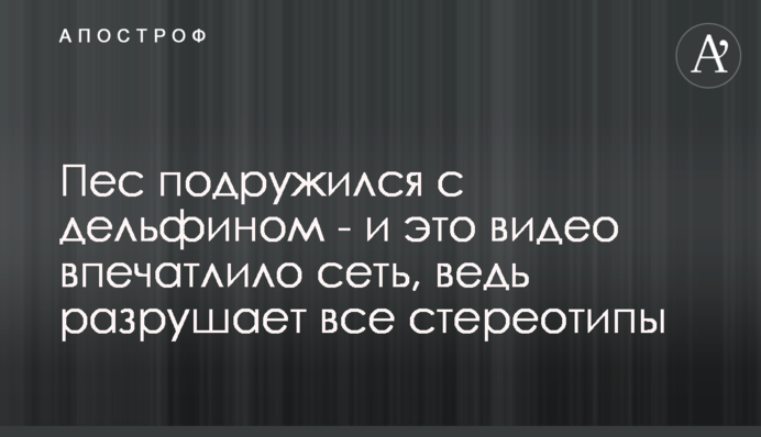Пес подружився з дельфіном - і це відео вразило мережу, адже руйнує всі стереотипи