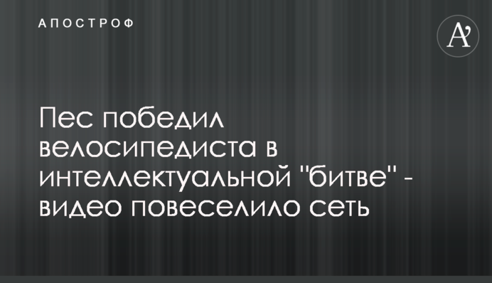Пес победил велосипедиста в интеллектуальной 