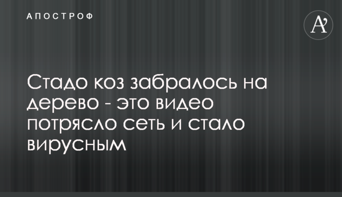 Стадо кіз залізло на дерево - це відео вразило мережу і стало вірусним