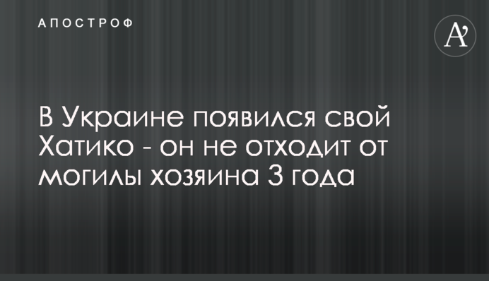 В Украине появился свой Хатико - он не отходит от могилы хозяина 3 года