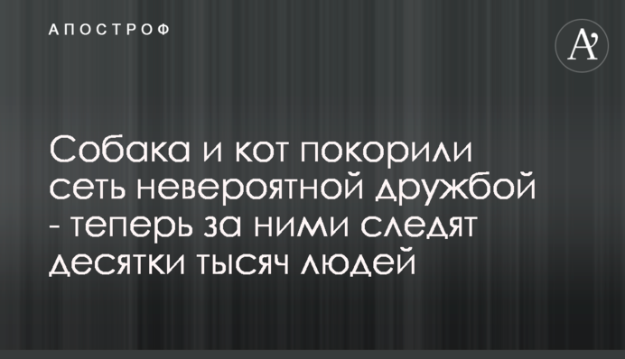 Собака і кіт підкорили мережу неймовірною дружбою - тепер за ними стежать десятки тисяч людей