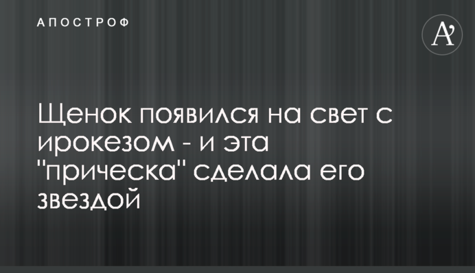 Щеня з'явилося на світ з ірокезом - і ця 