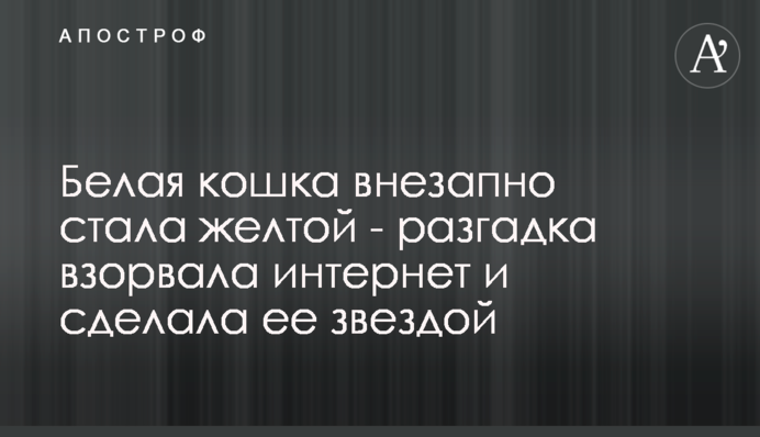 Біла кішка раптово стала жовтою - розгадка підірвала інтернет і зробила її зіркою