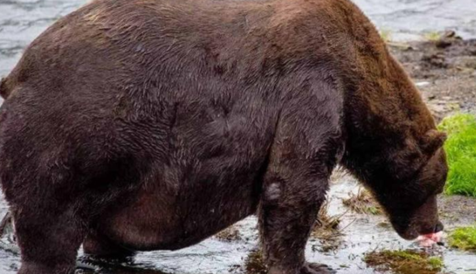 Ведмідь об'ївся лососем і підірвав мережу - такої ходи ще не бачили