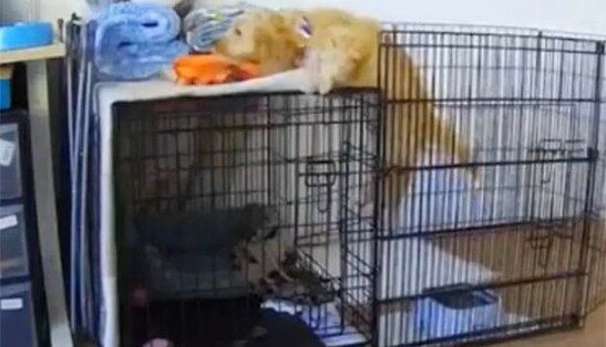 Собаку упіймали на зухвалому занятті, коли господарів не було вдома - відео підірвало мережу