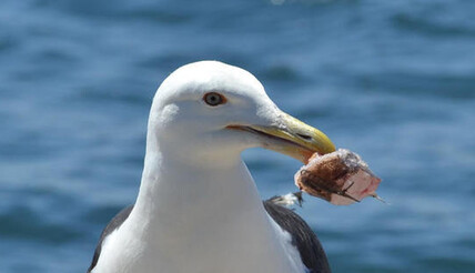 Капитан спас раненую чайку - и уже 15 лет она прилетает на его лодку, где бы он не был