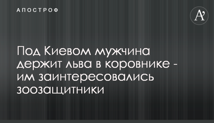 Під Києвом чоловік тримає лева в корівнику - ним зацікавилися зоозахисники