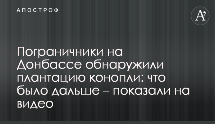 Пограничники на Донбассе обнаружили плантацию конопли: что было дальше – показали на видео