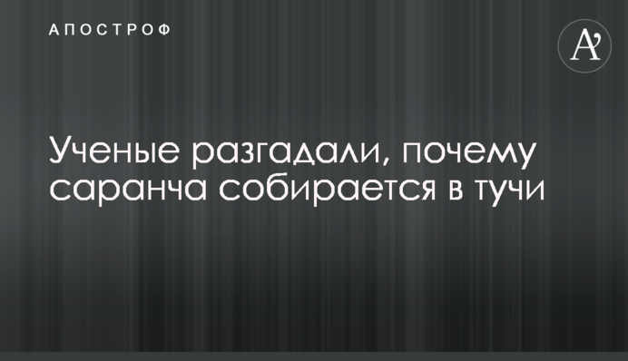Вчені розгадали, чому сарана збирається в хмари