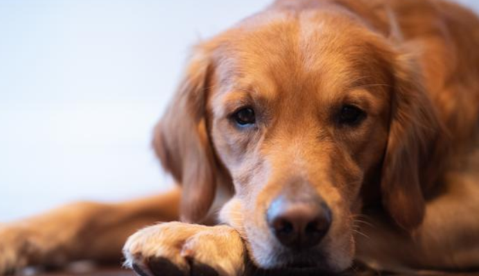 Пес помітив біля будинку голодну кішку і поділився з нею їжею - відео зворушило мережу