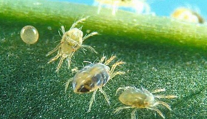 Чоловік забув про закваску в кімнаті - все завершилося епічною 