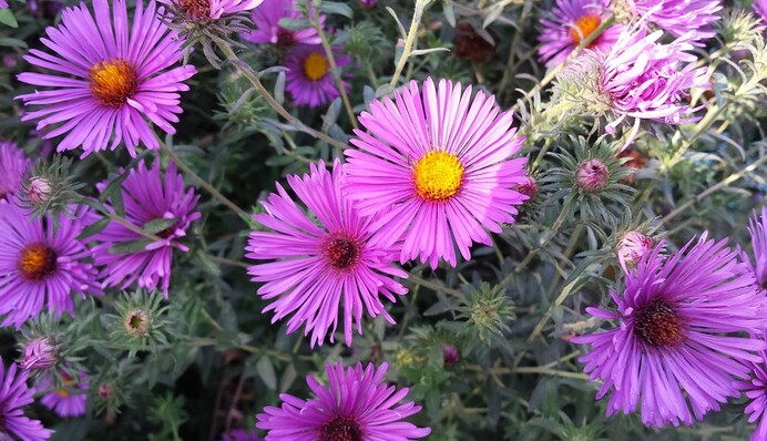 Вересень в Україні почнеться зі спеки до +36: синоптик збентежила прогнозом